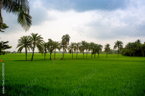 Some date palm trees standing in the green paddy field in Jessore, Bangladesh.