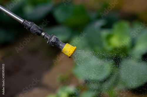 Spraying pesticide from the nozzle of the sprayer manual. Medicines are being sprayed to control insects in vegetable gardens.