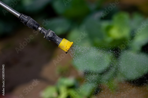 Spraying pesticide from the nozzle of the sprayer manual. Medicines are being sprayed to control insects in vegetable gardens.