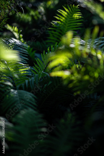 Beautiful ferns leaves green foliage natural floral fern background in sunlight. Beautiful ferns leaves green foliage. Abstract nature macro, natural floral fern background in sunlight with green blur