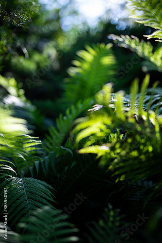 Beautiful ferns leaves green foliage natural floral fern background in sunlight. Beautiful ferns leaves green foliage. Abstract nature macro  natural floral fern background in sunlight with green blur