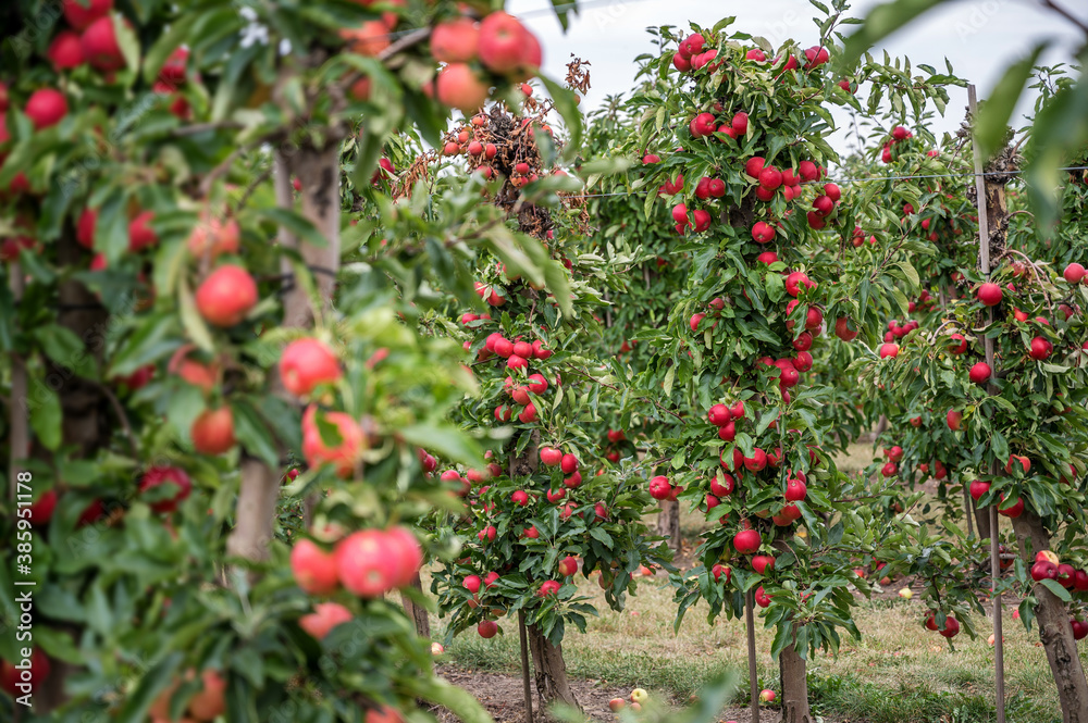 Apfelbäume auf einer Obstplantage mit vielen reifen und roten Äpfeln an den Ästen