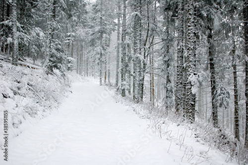 Snow covered forest in France, Vosges, Europe.
