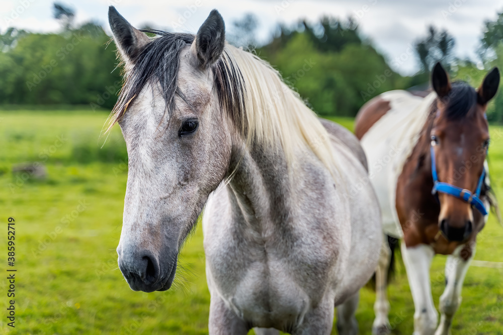 Obraz premium Close up on horse head. Two horses on the farm or field at bright sunny day, Dublin, Ireland