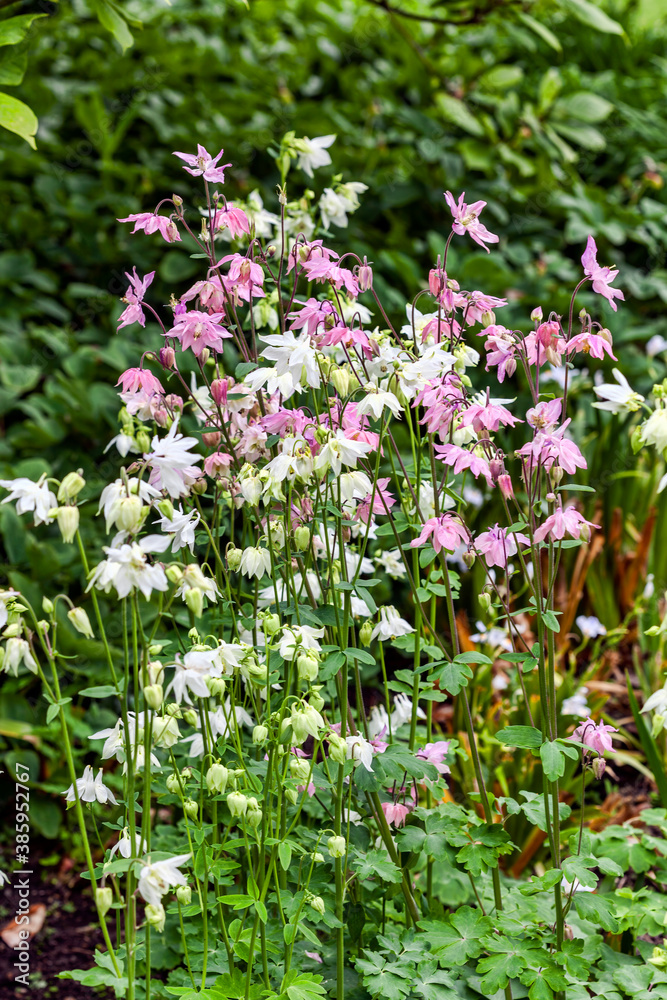 Aquilegia vulgaris 'Munstead White' a springtime summer pink white flower which is a spring herbaceous perennial plant commonly known as columbine stock photo image Aquilegia vulgaris 'Munstead White' a springtime summer pink white flower which is a spring herbaceous perennial plant commonly known as columbine stock photo image