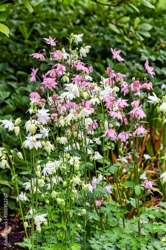 Aquilegia vulgaris  Munstead White  a springtime summer pink white flower which is a spring herbaceous perennial plant commonly known as columbine stock photo image