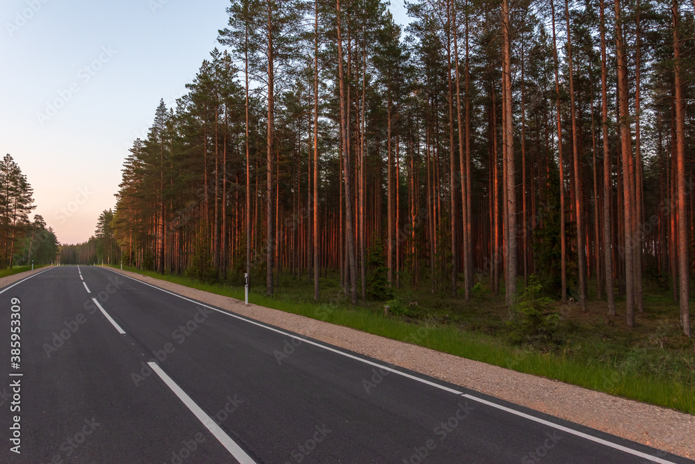 Naklejka premium Pine forest on the side of the road in spring