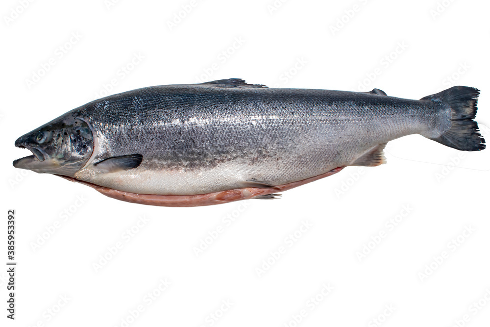 salmon fish on white background it are RAW food salmon fish on white background it are RAW food