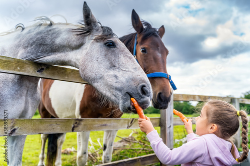 Young, Caucasian White, girl watching and feeding horses with carrots on the field or farm at bright sunny day, Dublin, Ireland