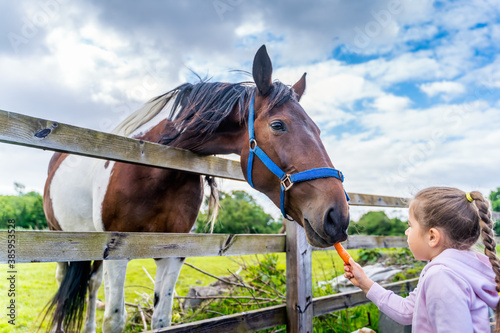 Young, Caucasian White, girl watching and feeding horse with a carrot on the field or farm at bright sunny day, Dublin, Ireland
