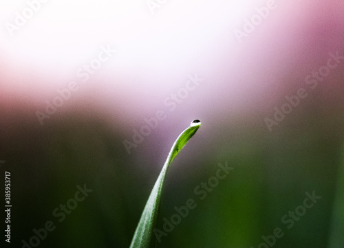dew on the grass © Виталий Олейник