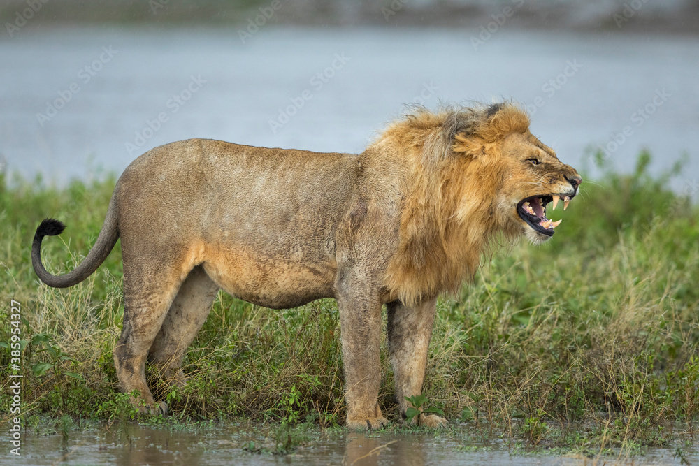 Male lion standing in green grass at the edge of river snarling in Ngorongoro in Tanzania Male lion standing in green grass at the edge of river snarling in Ngorongoro in Tanzania