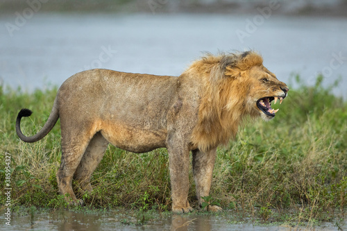 Male lion standing in green grass at the edge of river snarling in Ngorongoro in Tanzania