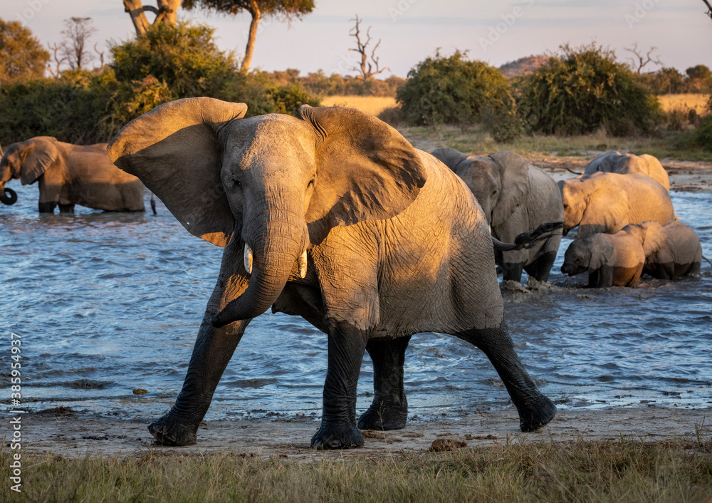 Fototapeta premium Elephant female giving warning with open ears in yellow golden afternoon in Savuti in Botswana