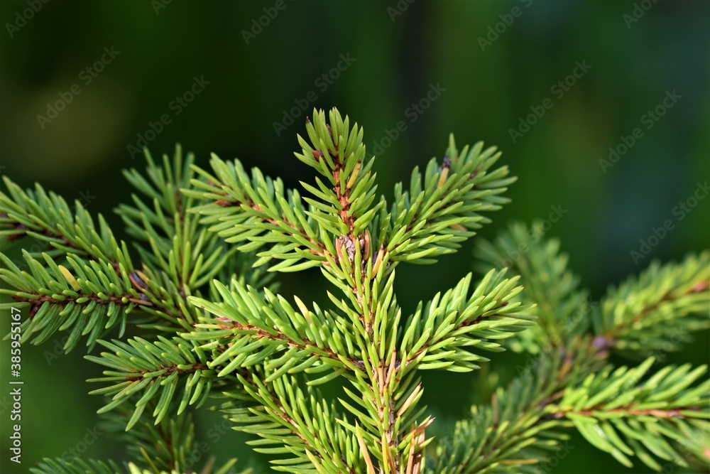 Fir branche as a close up against a green blurred background