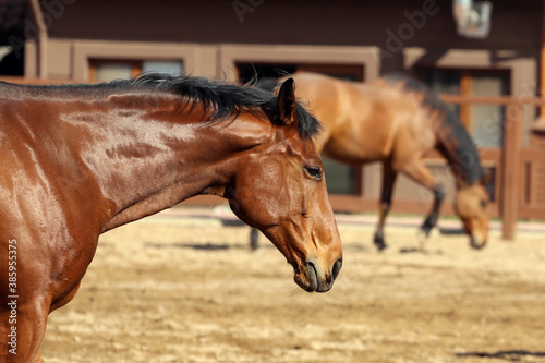 Brown Horses on the Farm Antalya/Turkey