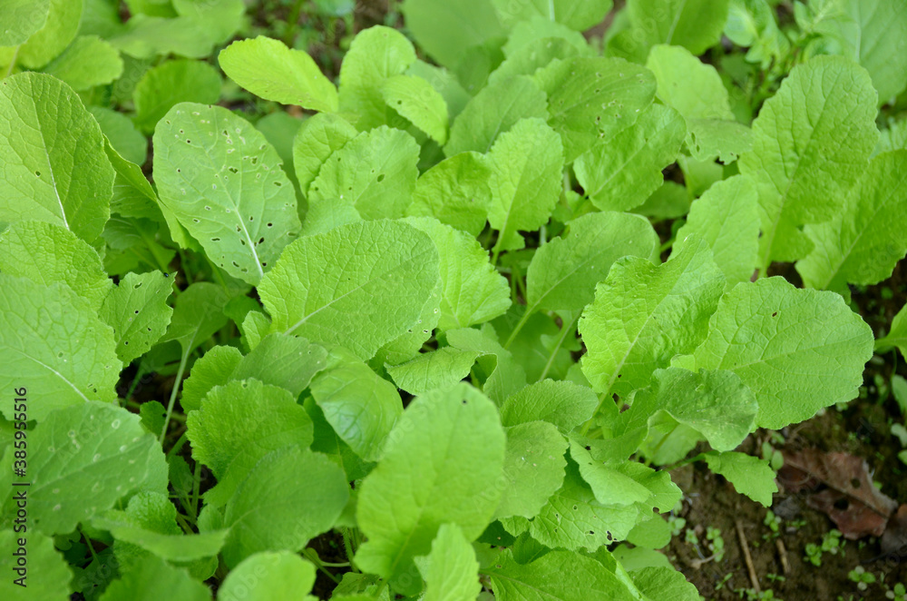 bunch the ripe green spinach plant seedlings in the garden. bunch the ripe green spinach plant seedlings in the garden.
