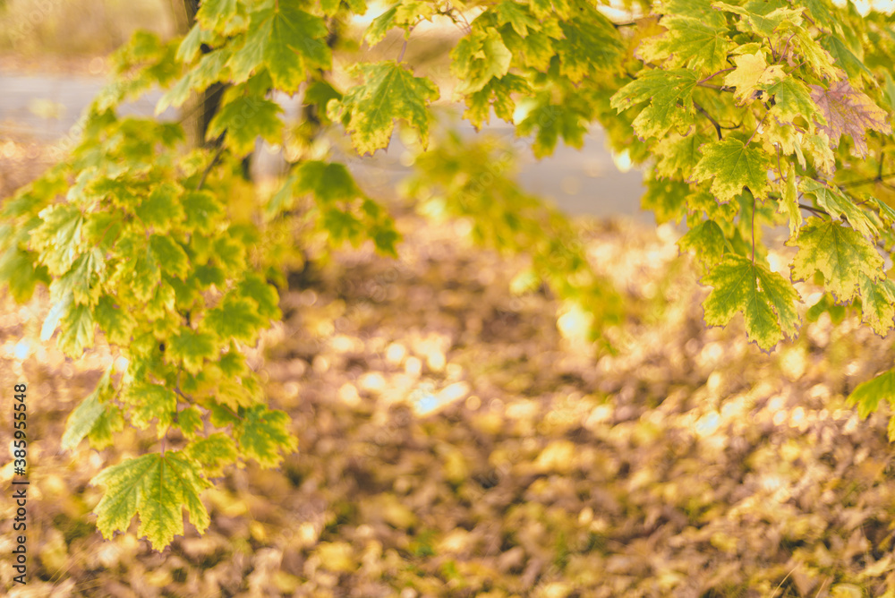 Beautiful autumn background with maple leaves and gold backdrop. Beautiful autumn background with maple leaves and gold backdrop.