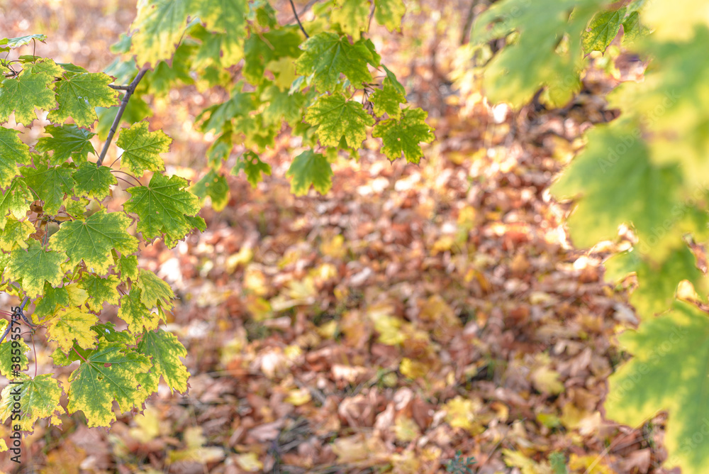 Beautiful autumn background with maple leaves and gold backdrop. Beautiful autumn background with maple leaves and gold backdrop.