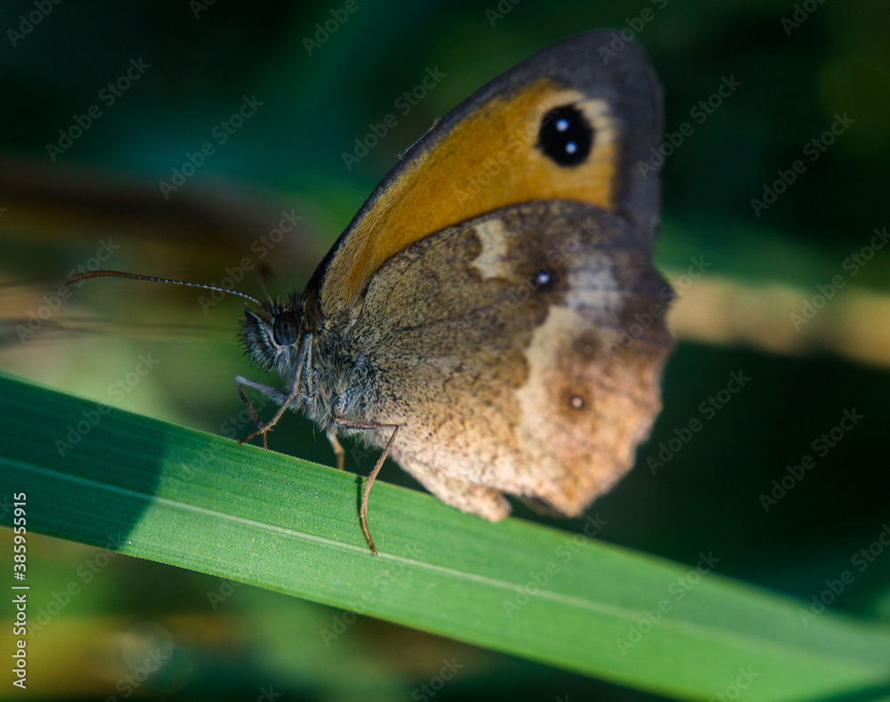 butterfly butterfly