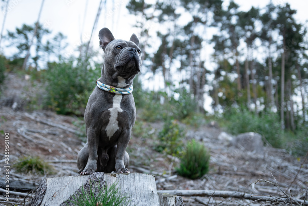 Cute French Bulldog on a clearing in the forest