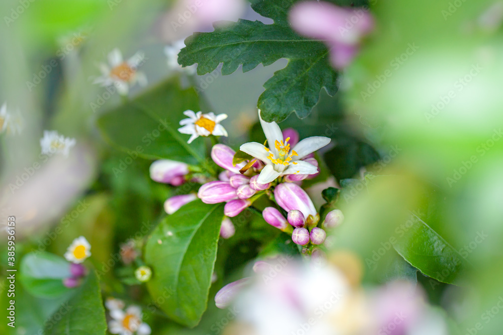 ライムの花の蕾 ライムの花の蕾