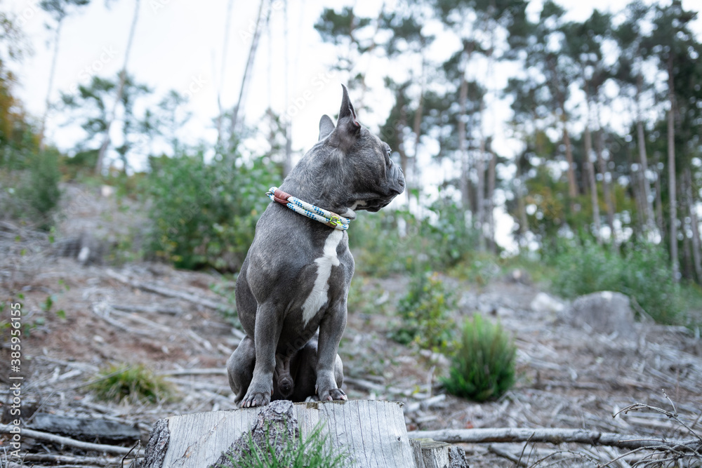 Cute French Bulldog on a clearing in the forest Cute French Bulldog on a clearing in the forest