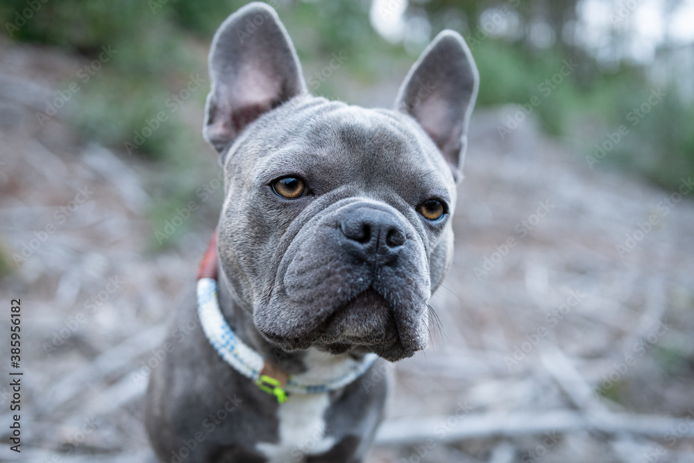 Cute French Bulldog on a clearing in the forest