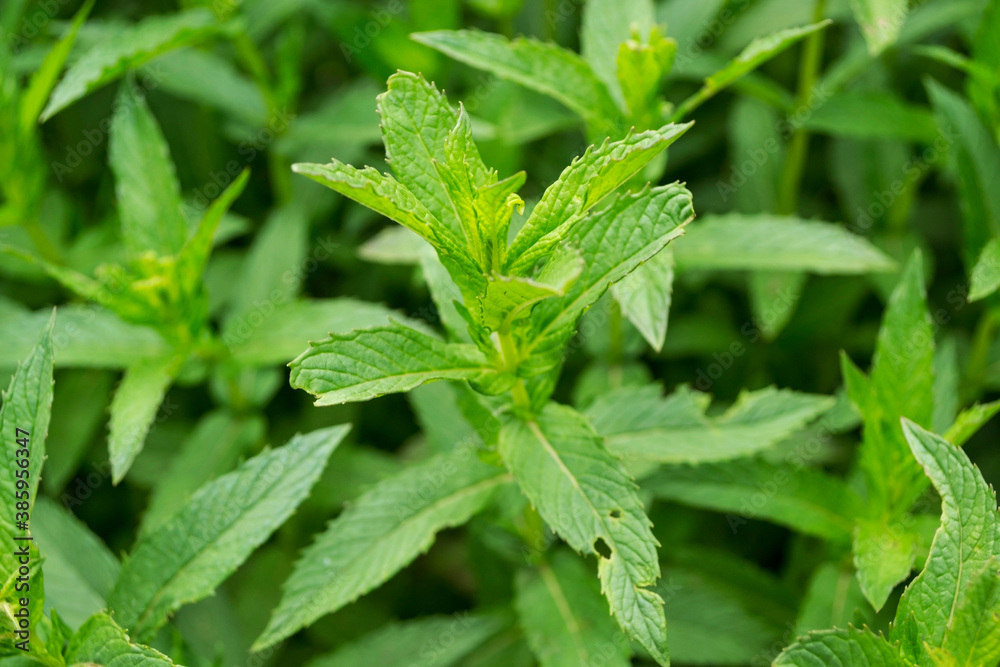 Fresh mint, mint culture in the garden. Fresh mint, mint culture in the garden.