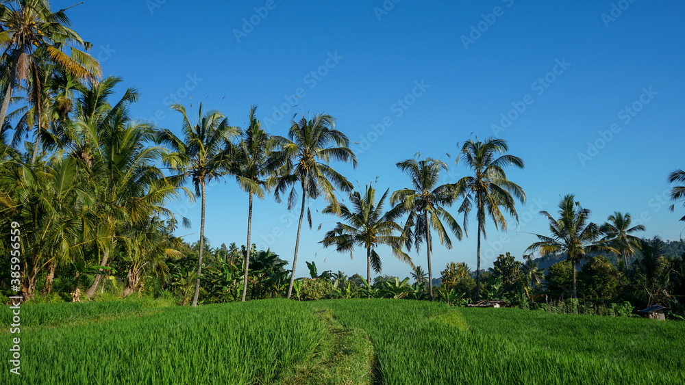 palm trees in the desert