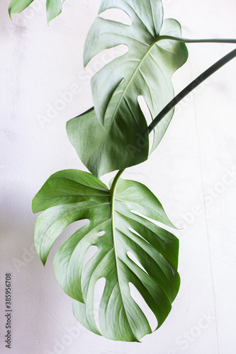 Carved leaves of a beautiful monstera flower on the background of a concrete wall. Home garden. Monstera deliciosa, tropical leaves, trend. Eco-friendly home concept. High contrast, light and shadow.