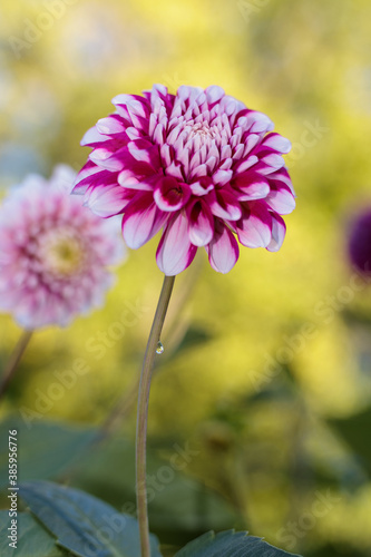 red dahlia flower