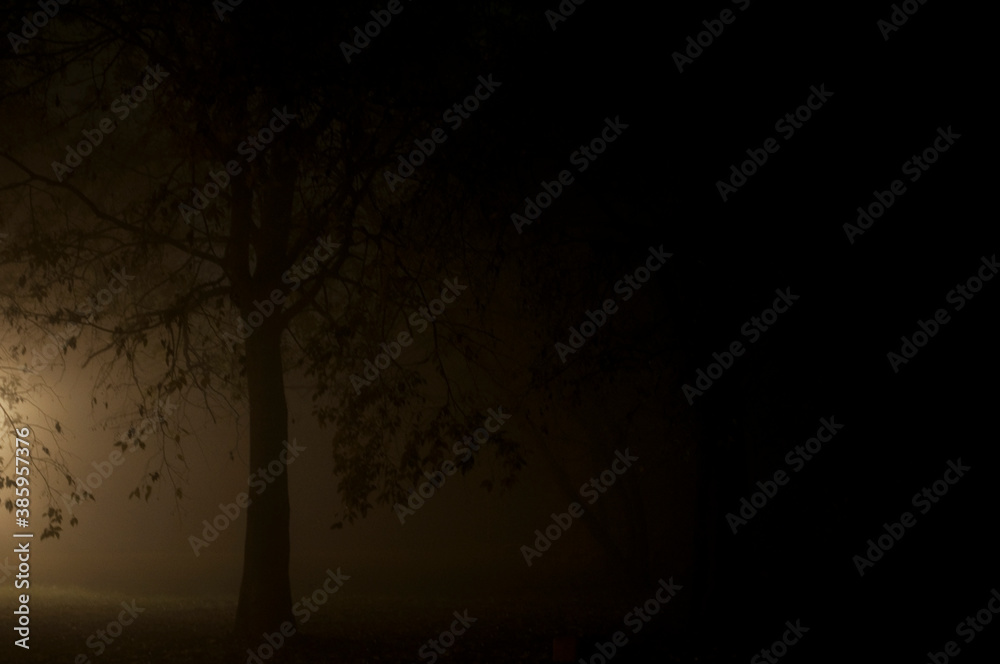 Naklejka premium Tree in a foggy winter night