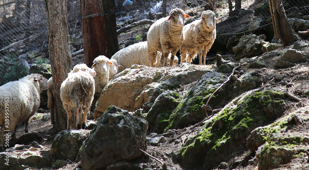Sheep Wandering in Nature Alanya Turkey
