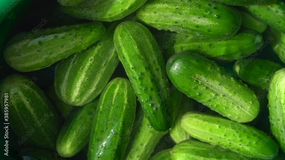 Lots of fresh green cucumbers in the water. View from above. Close-up. Slow motion. Daylighting. Lots of fresh green cucumbers in the water. View from above. Close-up. Slow motion. Daylighting.