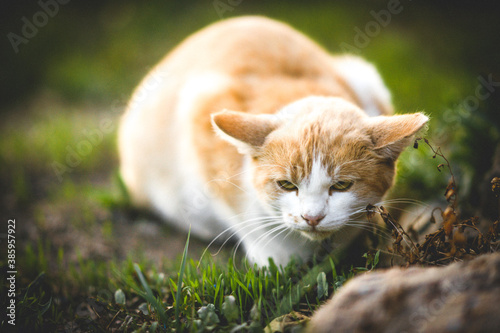 Angry ginger white cat in the garden. photo