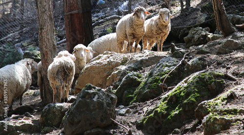 Sheep Wandering in Nature Alanya Turkey