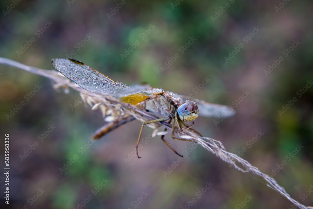 Odonata,Dragonfly Odonata,Dragonfly