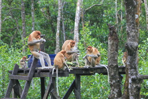 Canvas Print Proboscis monkeys are long-nosed monkeys with reddish brown hair and are one of two species in the genus Nasalis