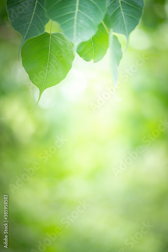 Green leaf for nature background with beautiful bokeh and copy space for text.