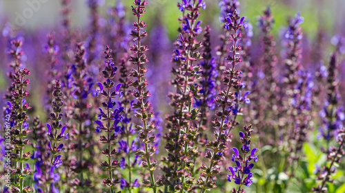 Close-up 0f blossom purple sage  Salvia . Sage meadow on semicircular terraces in city park Krasnodar or Galitsky park in sunny autumn 2020. Nature concept background with selective focus on flowers