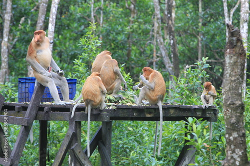 Canvastavla Proboscis monkeys are long-nosed monkeys with reddish brown hair and are one of two species in the genus Nasalis