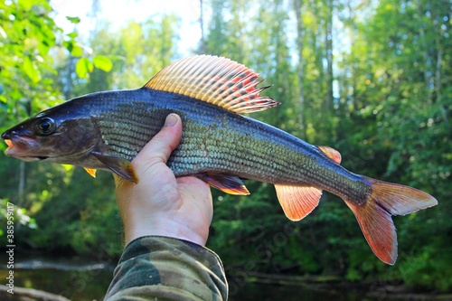 fish in the aquarium