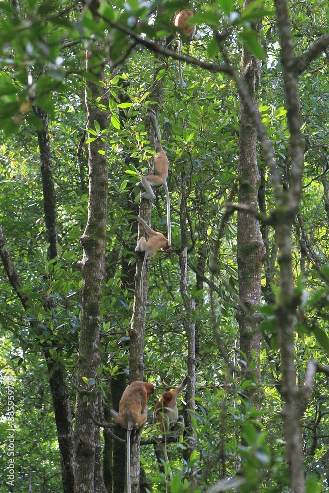 Proboscis monkeys are long-nosed monkeys with reddish brown hair and are one of two species in the genus Nasalis. Proboscis monkeys are endemic to the island of Borneo which is famous for its mangrove Proboscis monkeys are long-nosed monkeys with reddish brown hair and are one of two species in the genus Nasalis. Proboscis monkeys are endemic to the island of Borneo which is famous for its mangrove
