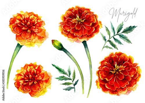 Watercolor Botanical Illustration of Marigold Flowers. photo