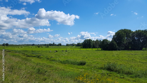Rural landscape of Dutch Biesbosch National Park