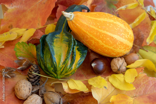 Group of decorative pumpkins, autumnal orange yellow green beautiful squashes spread on dry fall leaves, together with nuts