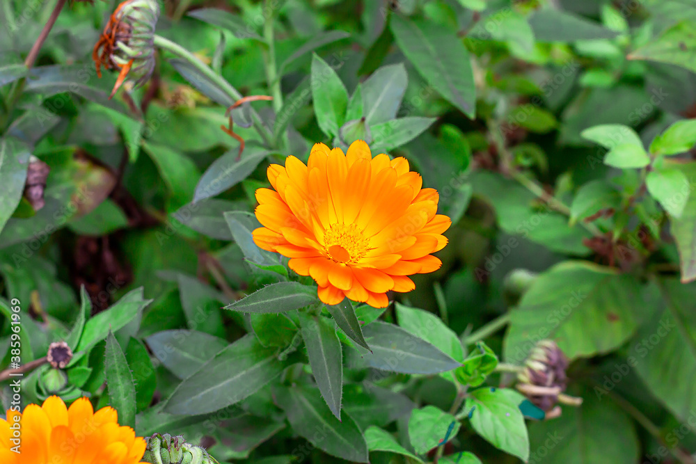 Fresh yellow and orange calendula flower in the garden on green grass background in summer and autumn. Fresh yellow and orange calendula flower in the garden on green grass background in summer and autumn.