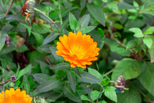Fresh yellow and orange calendula flower in the garden on green grass background in summer and autumn.