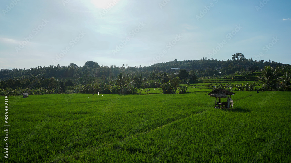 Beautiful natural scenery of green rice fields in tropical countryside during the morning